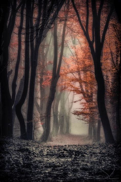 An Image Of A Forest With Trees In The Fog