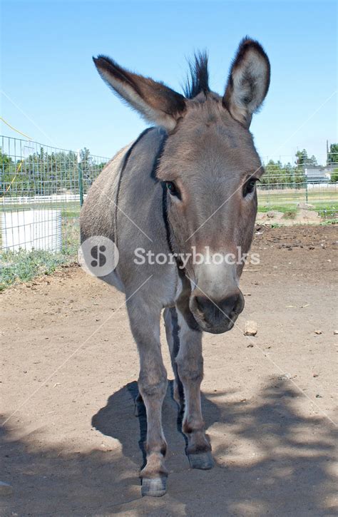 Jerusalem Donkey Royalty Free Stock Image Storyblocks