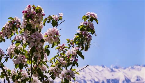 Bright Flowering Tree Large Pink Flowers Against The Backdrop Of