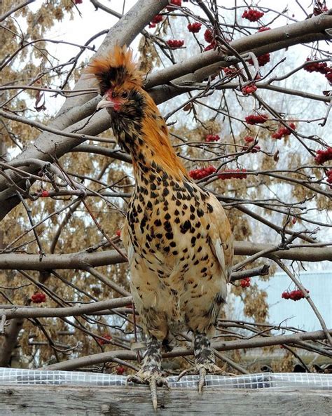 Pavlovskaya Poultry Breeds Rooster Breeds Chicken Breeds Eastern