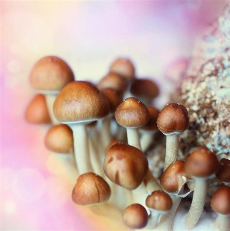 Four Terminally Ill Canadians Gain Legal Right To Use Magic Mushrooms