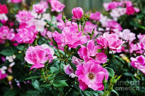 Nearly Wild Roses Photograph By Paul Mashburn Pixels