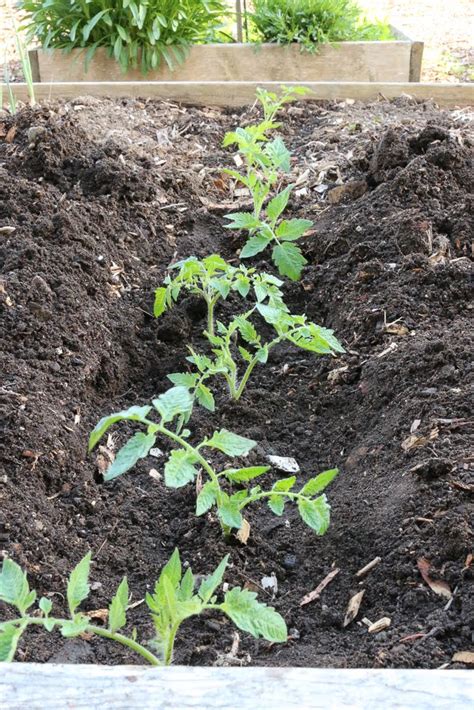 How To Plant Tomatoes Like A Pro Collecting The Moments