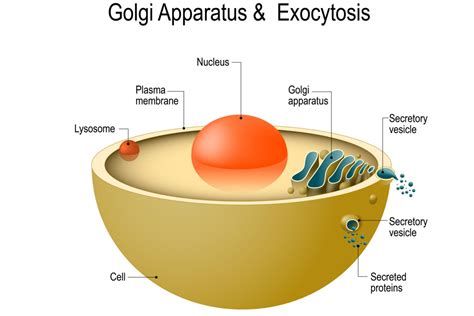 A Definition Of Exocytosis With Steps And Examples