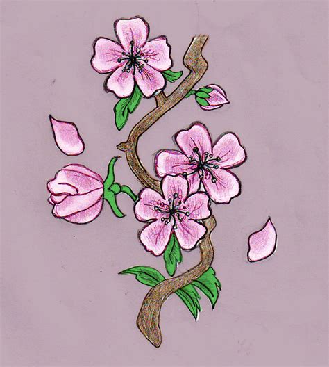 Cherry Blossom Drawing By Hellokitten20 On Deviantart