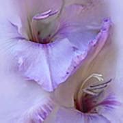 Dreams Of Purple Gladiola Flowers Photograph By Jennie Marie Schell