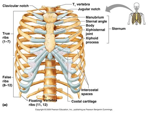 Anatomy Rib Cage Posterior View The Skeletal System Labelling The My