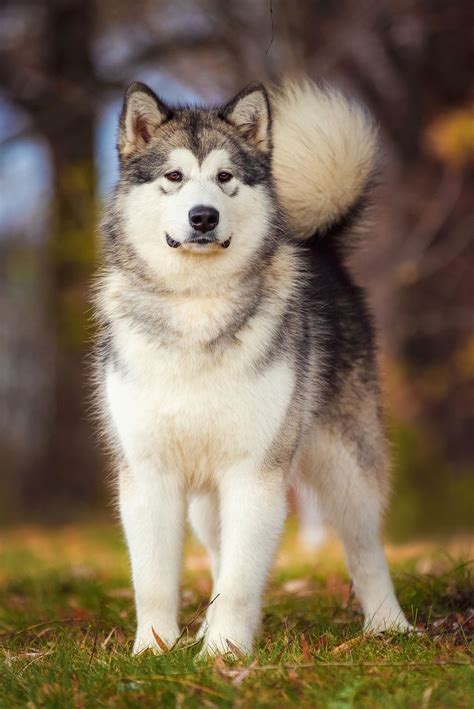 Big Beautiful Dog Of Alaskan Malamute Breed Royalty Free Image