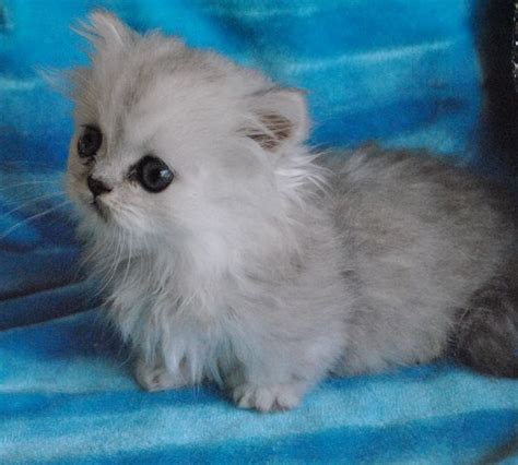 But just because they have short legs doesn't mean they won't. munchkin persian cat - Google Search | Munchkin kitten ...