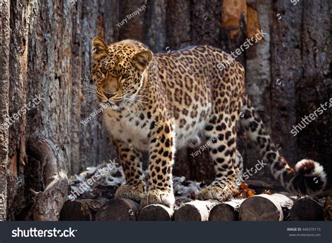 Amur Leopard Zoo Khabarovsk Stock Photo 440370115 Shutterstock