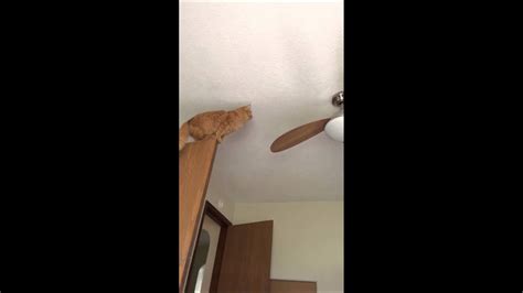 Cat Versus Ceiling Fan Youtube