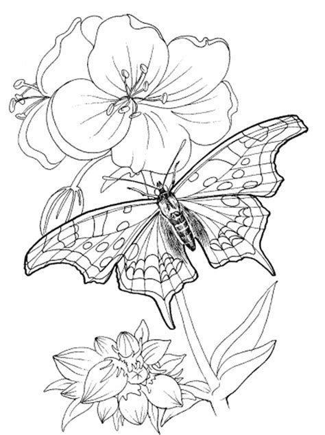 Kids Page: Butterfly Coloring Pages | Printable Colouring Pictures for