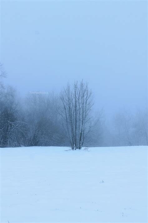 Misty Winter By Vargathrone On Deviantart