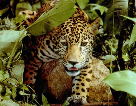 Amazing Amazonia Amazon Rainforest 46 Pics