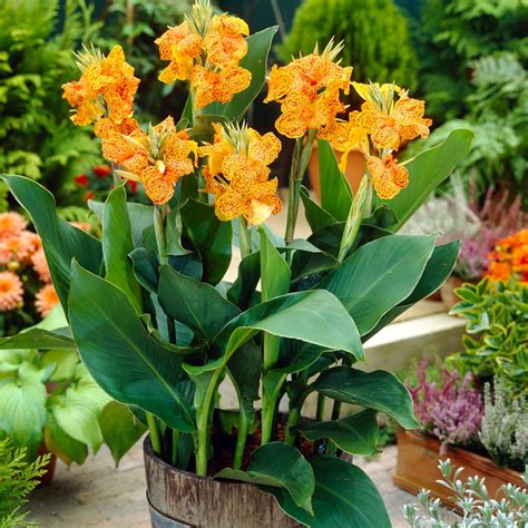 Cannas Picasso Plant Bulbs At