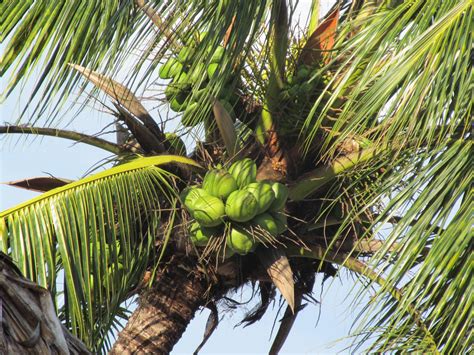Download 86,948 coconut tree images and stock photos. Our coconut tree. | Coconut tree, Pandan, Travel photos