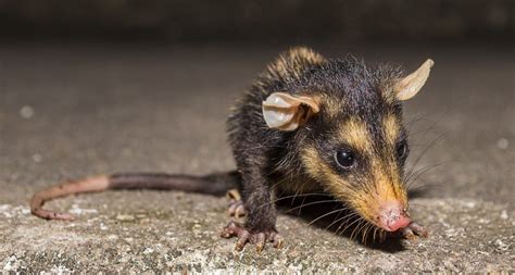 What Do You Know About The Common Opossum Locally Know As The Yawari