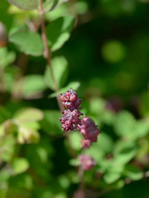 Care Of Coralberries Information On Growing Coralberry Plants