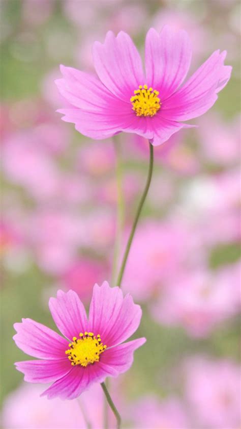 Pure Beautiful Flower Macro Iphone Wallpapers Free Download