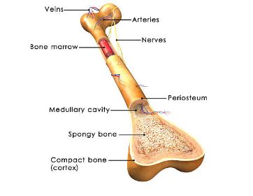 Vector Illustration Scheme Of Bone Cross Section Diagram With Articular Cartilage Marrow Spongy