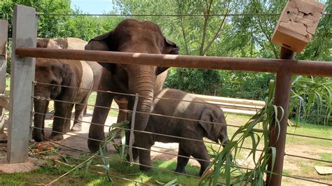 Oklahoma City Zoo To Open Early For Guests With Reservations Kokh