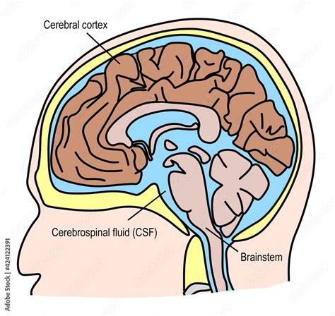 Humans Brain Anatomy And Cerebrospinal Fluid Stock Illustration