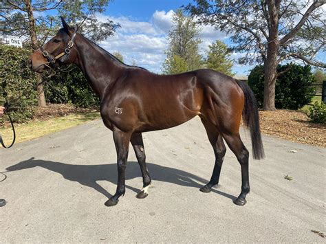 Fancy Legend 3yo Bay Filly Sold Royal Bloodstock