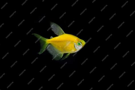 Premium Ai Image Fluorescent Glofish Tetra Barb Sunburst Orange Color