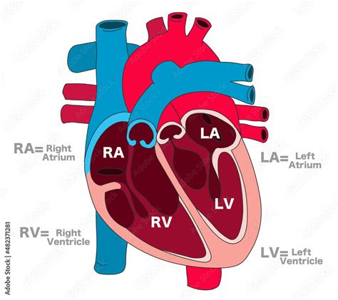 Human Heart Parts Anatomy Cross Section Structure Draw Right Atrium