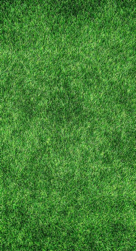Rush Grass Texture Background Pattern Green Meadow Halme Blade
