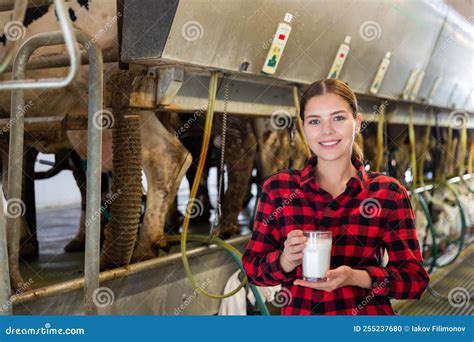 Milk Cow In Milking Stall Inside Dairy Farm Barn Royalty Free Stock