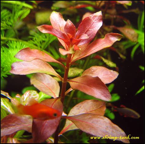Ludwigia Repens Requirements