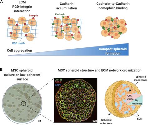 Stem Cell Spheroids A Vital Tool In Regenerative Medicine Facellitate