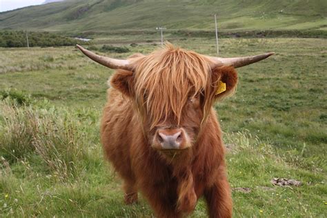 Highland Cow Scottish Highland Cowscattle Or Hairy Coos Pinte