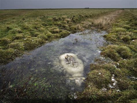 Half Preserved Sheep Remains In A Bog Natureismetal