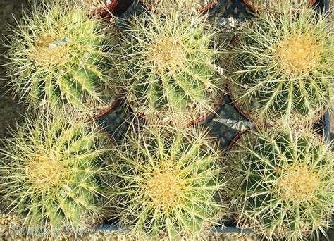 Half Dozen Small Barrel Cacti Photograph By Tamara Kulish