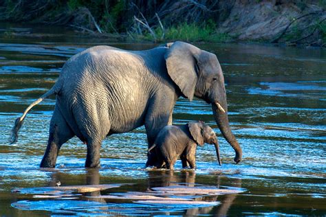 Photos Les Familles Danimaux Sauvages Dans La Savane Rhino Africa Blog