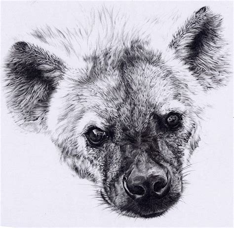 Hiena Animal Sketches Art Sketches Hyena Tattoo Realistic Animal