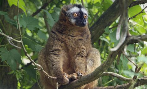 Red Fronted Lemurs Can Point Out Their Species In Photographs Nature