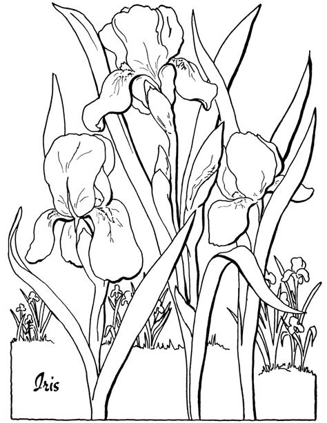 Badger and flowers coloring pages. 7 Floral Adult Coloring Pages - The Graphics Fairy