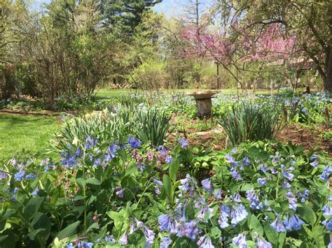 Virginia Bluebells Gardening