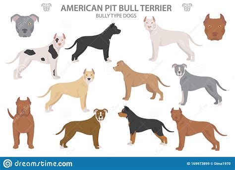 Pit Bull Type Dogs American Pit Bull Terrier Different