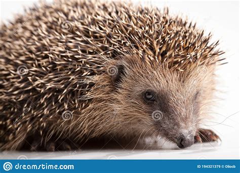European Hedgehog Isolated On White Backgound Stock Image Image Of
