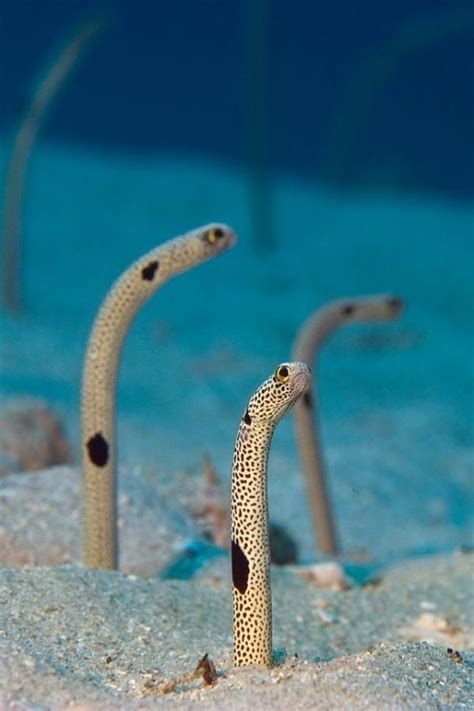 916 best ocean life images on Pinterest