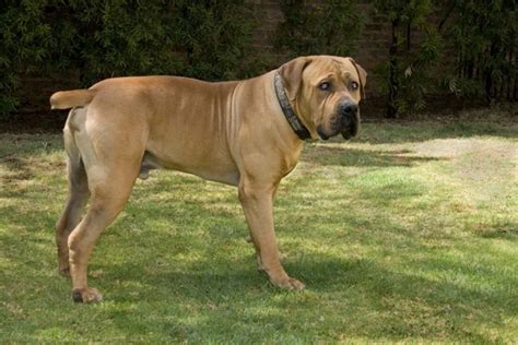 Boerboel Dogs Breed Facts Information And Advice Pets4homes