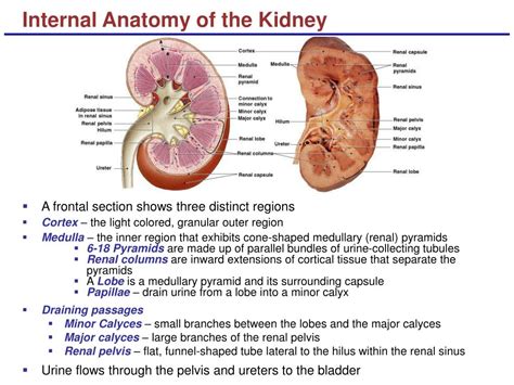 Ppt Lecture 18 The Urinary System Powerpoint Presentation Free