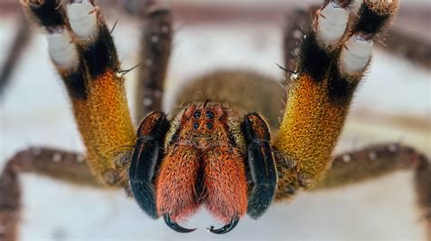 Brazilian Wandering Spiders Bites And Other Facts Live Science
