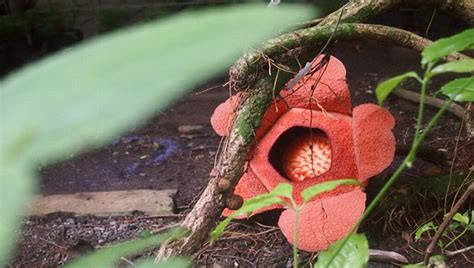 Kabupaten tegal yang merupakan sentra penghasil bunga melati berkualitas tinggi. Pertama di Dunia, Kebun Raya Bogor Berhasil Tumbuhkan ...