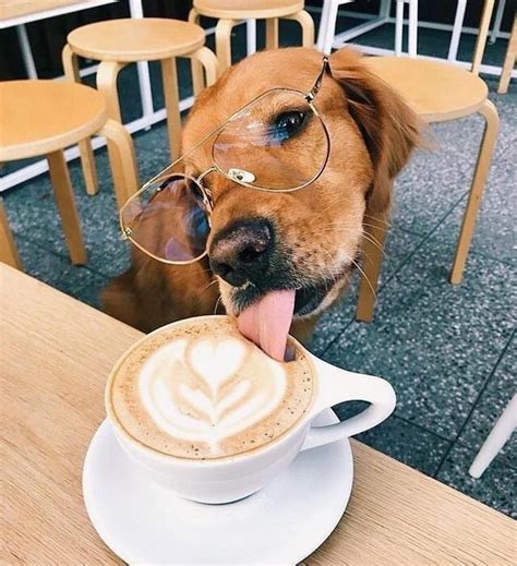 Dogs Need Coffee Too Cute Animals Puppy Cuddles Cute Dogs