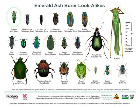 Identify And Control Emerald Ash Borer Infestations